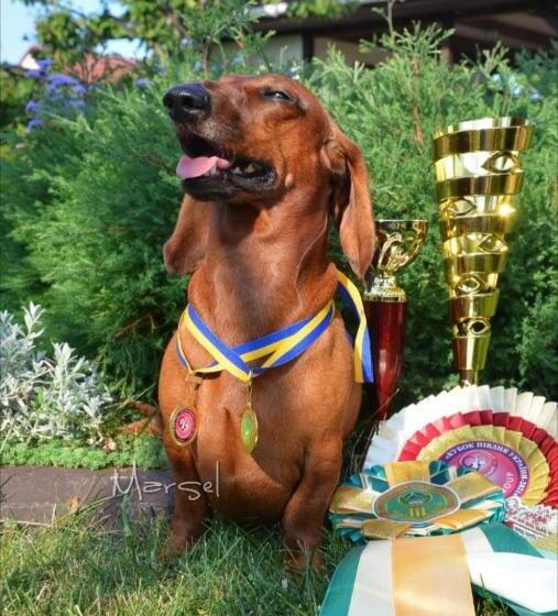 پانسیون три кошки