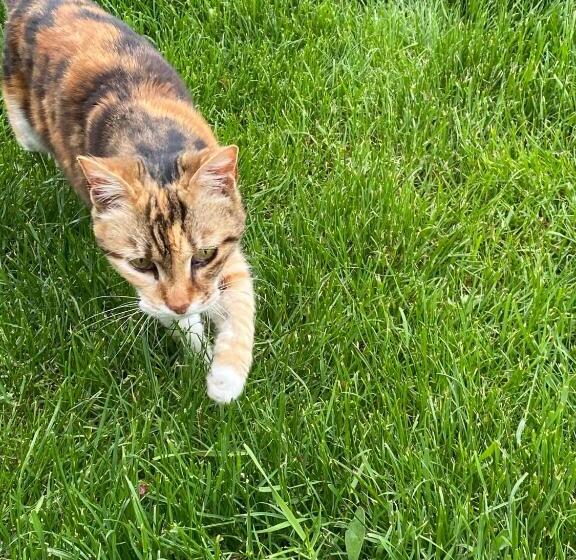 پانسیون три кошки