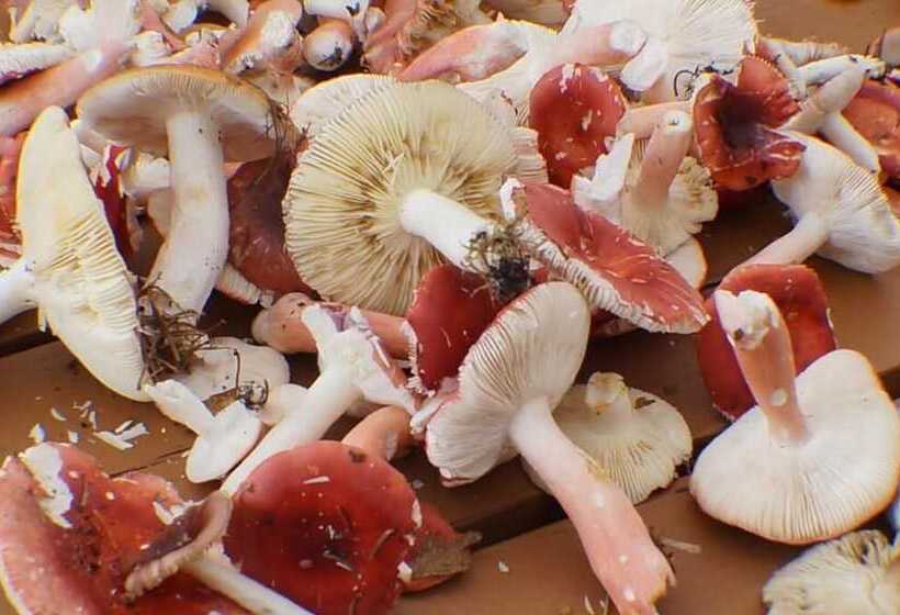 ユースホステル Auberge L Ile De France