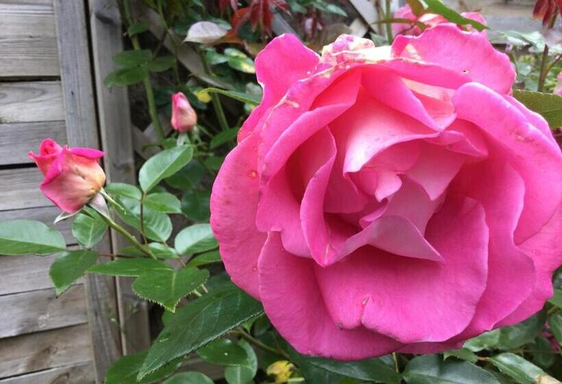 تختخواب و صبحانه Chambres De St Michel