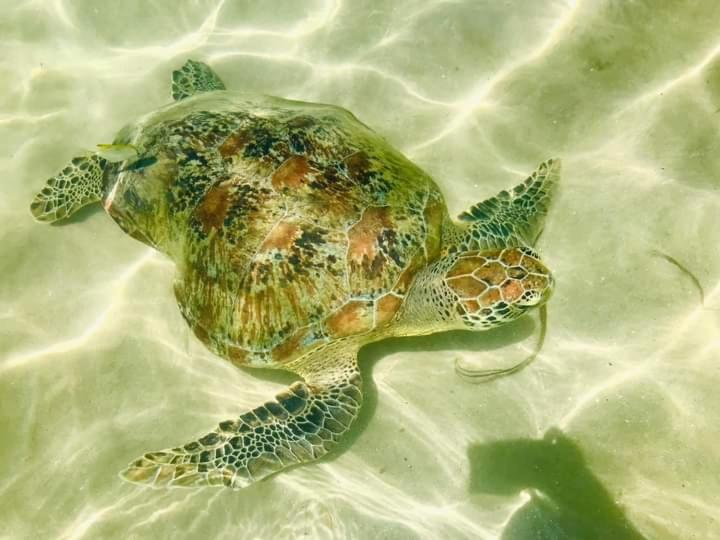 Bed and Breakfast Jasmine White House Restaurant & Spa