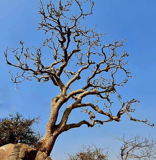 هتل Divine Palace Pushkar