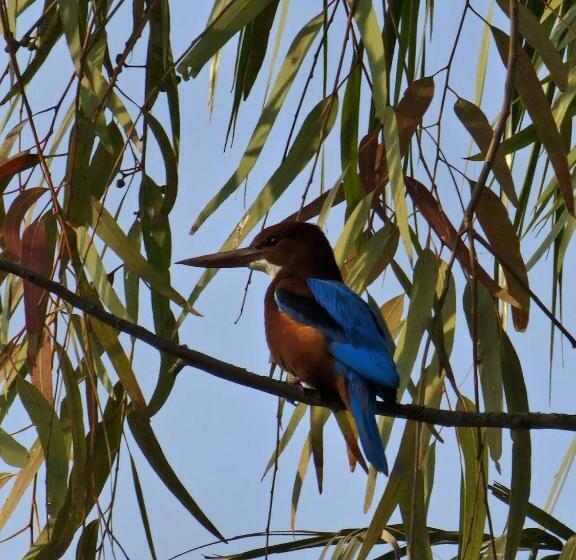 هتل Divine Palace Pushkar