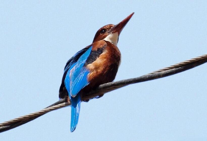 هتل Divine Palace Pushkar