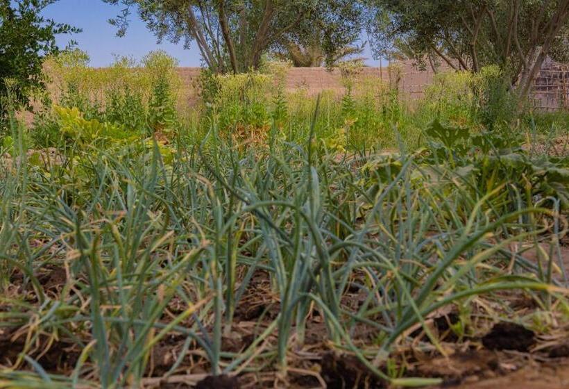 بنسيون Maison D'hôte Amridil