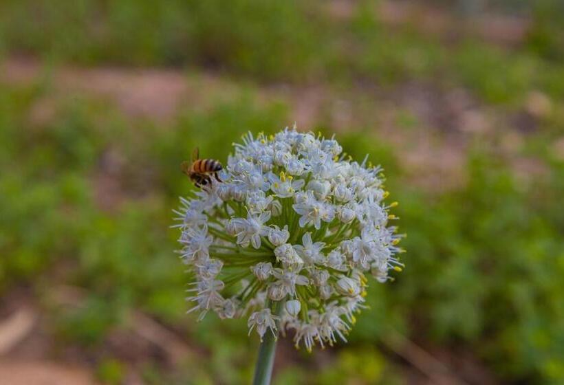 بنسيون Maison D'hôte Amridil
