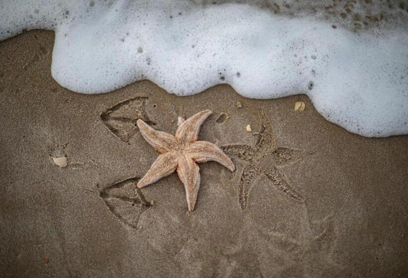 Strandstudio S Camperduin