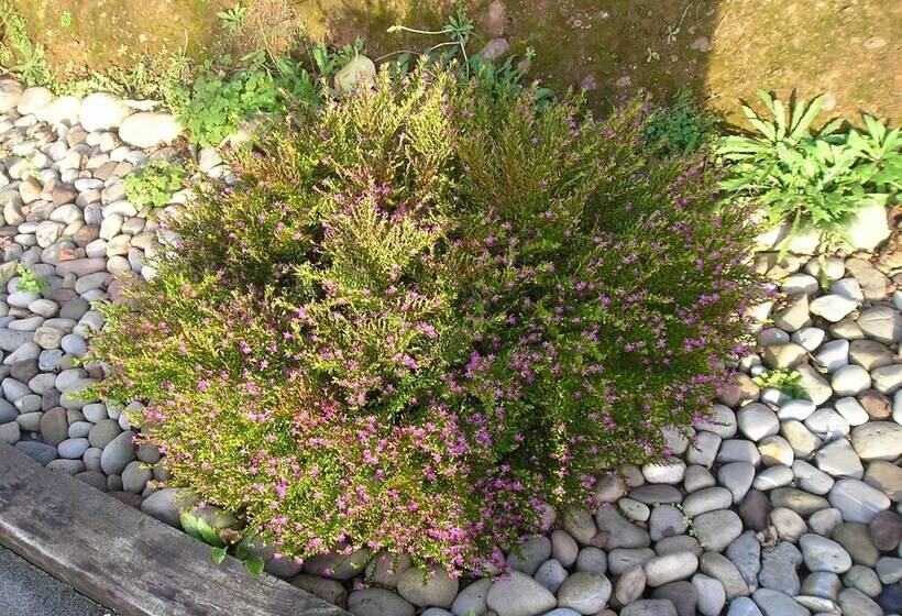 Apartamentos Rurales Obaya