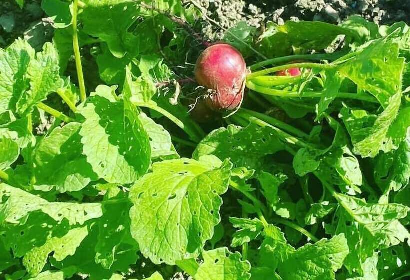 Отель Auberge Le Relais