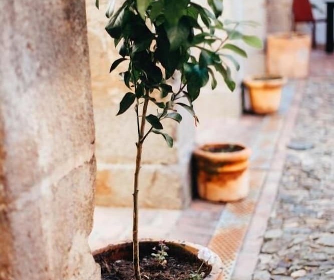 فندق Convento San Diego