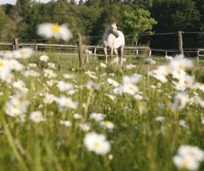Gut Sarnow   Hotel Und Restaurant