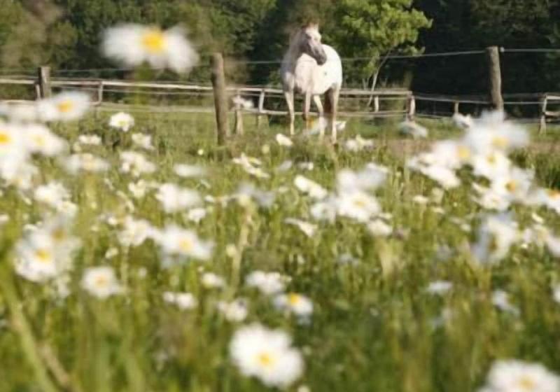 Gut Sarnow   Hotel Und Restaurant