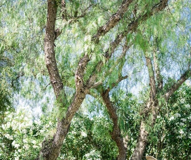 ホテル Hacienda De San Rafael By Aluz Collection