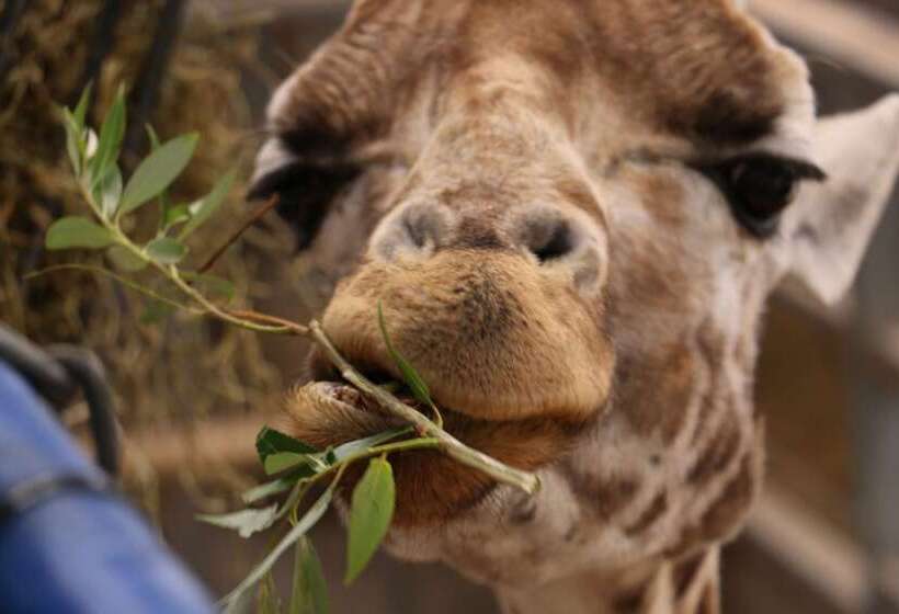 בית מלון כפרי Howarth House