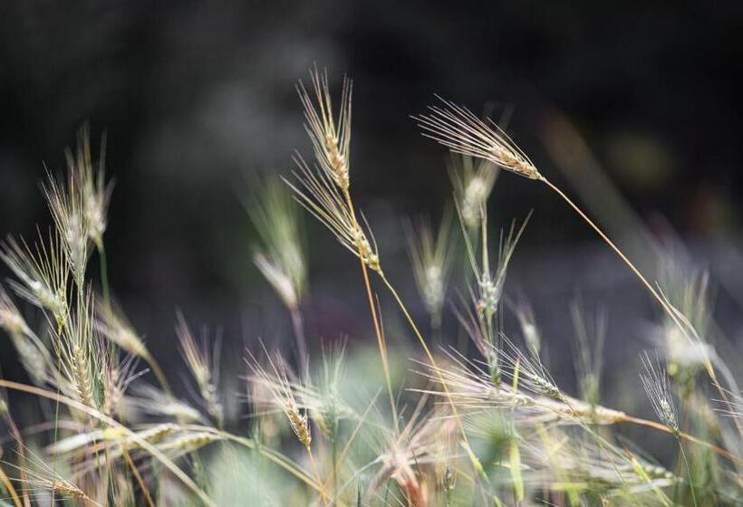 ホテル Monnaber Vell