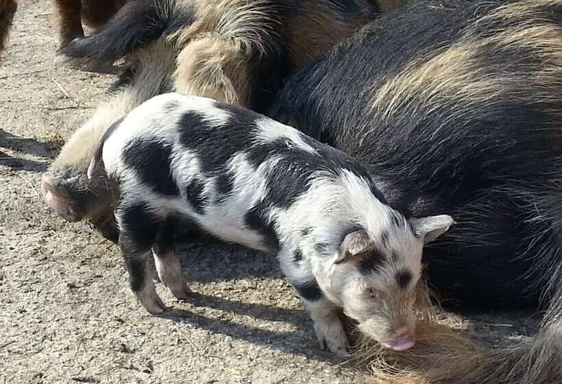 호텔 Nattererboden