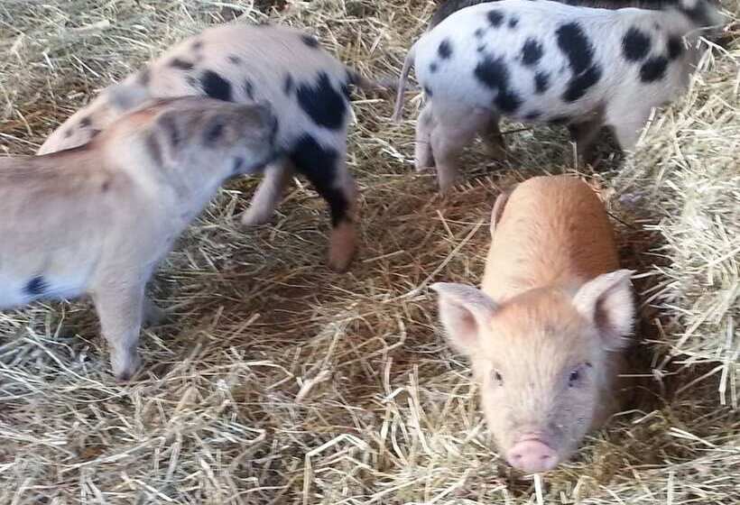 호텔 Nattererboden