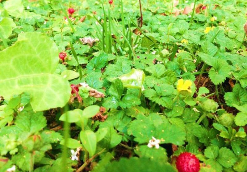 בית מלון כפרי Les Pins Galants