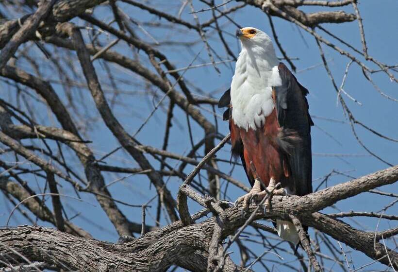 בית מלון כפרי Mthimkhulu Private Game Reserve  Adults Only