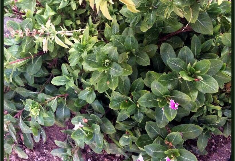 פנסיון Room In Guest Room   Camp   Santos Cabana Fabricio