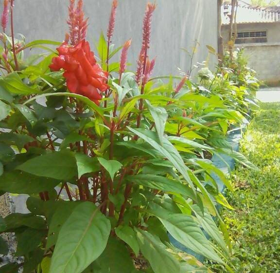 פנסיון Thomasha Homestay & Tuk Tuk Service