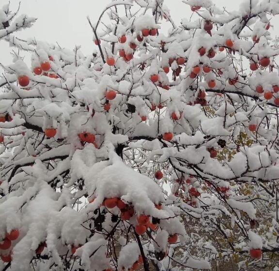 پانسیون Kizikis Kari