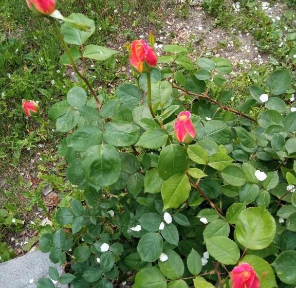 پانسیون Kizikis Kari