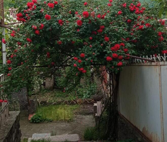 پانسیون Kizikis Kari