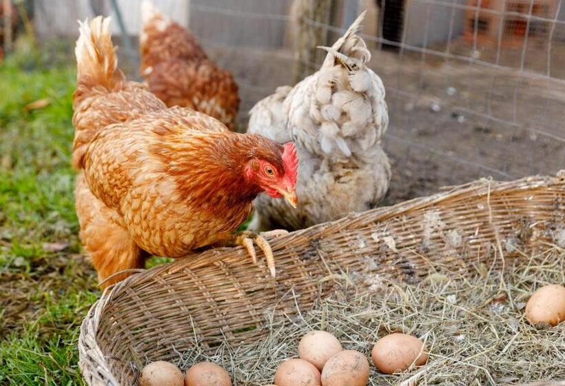 ホテル Agriturismo Agricamping Garda Natura