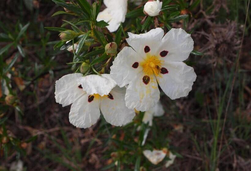 בית מלון כפרי Muxima Aljezur