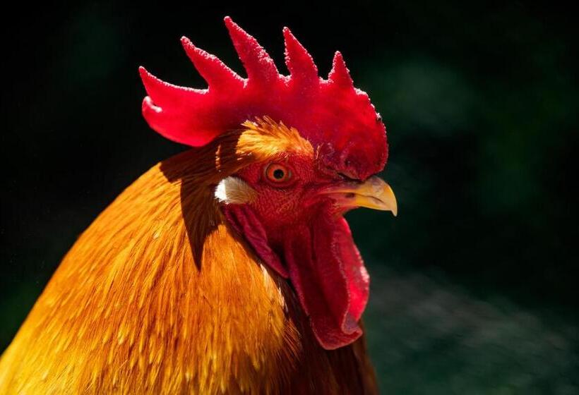 בית מלון כפרי Muxima Aljezur