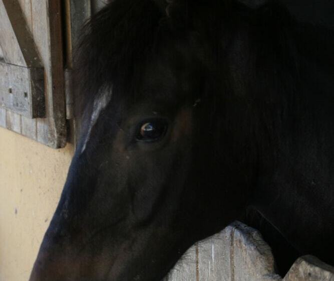 田舎風ホテル Rural De Charme Maria Da Fonte