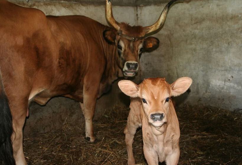 田舎風ホテル Rural De Charme Maria Da Fonte
