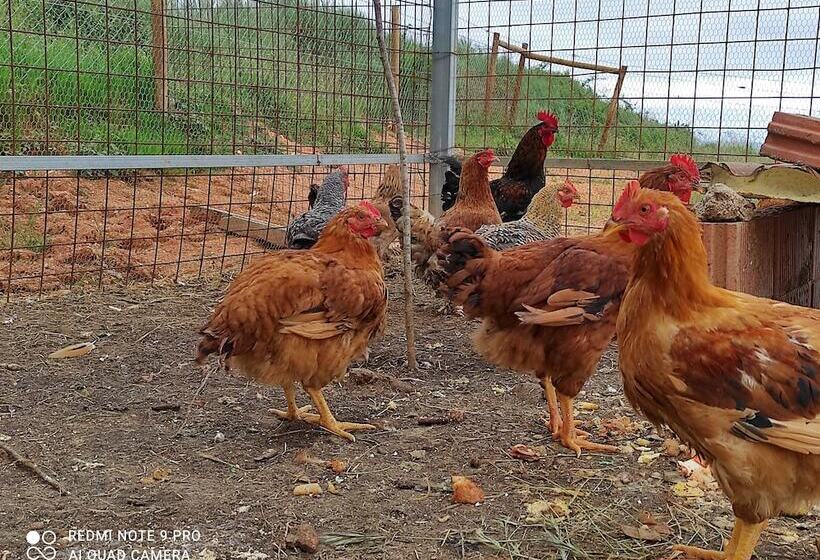 호텔 Rural Sra De Pereiras