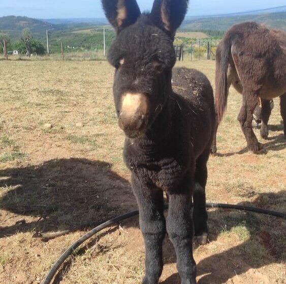 호텔 Rural Sra De Pereiras