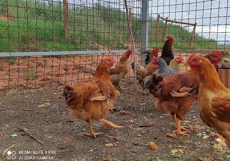 호텔 Rural Sra De Pereiras