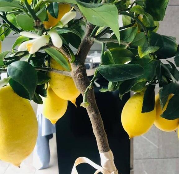 فندق Villa Giulietta