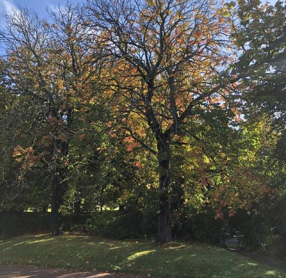 צימר Morven Guest House Carnoustie