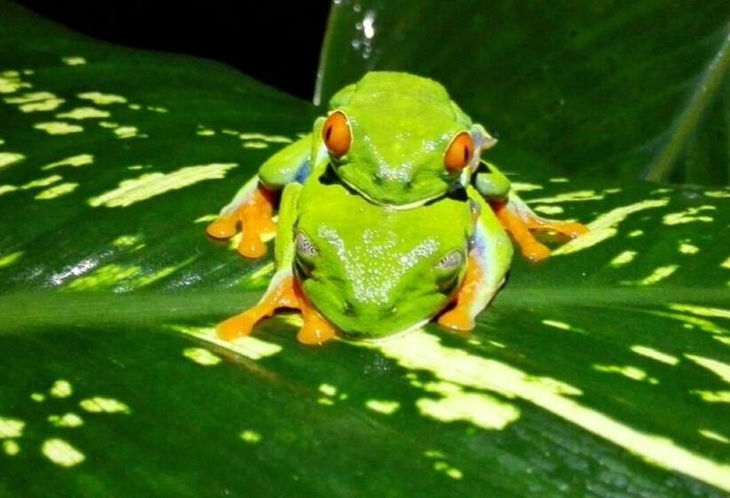 הוסטל Rio Celeste Backpackers