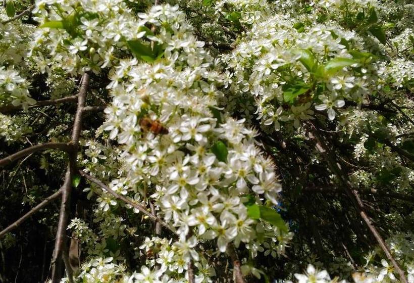 בית מלון כפרי Agritur Rizzi Di Inama Ugo