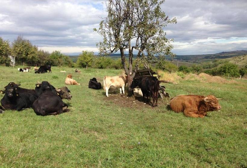 פנסיון Casa Mayr Bazna