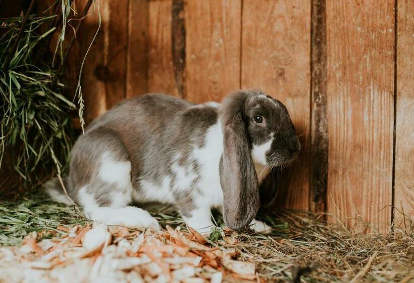 ペンション Penzion Javorina