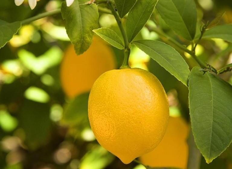 בית מלון כפרי Borgo Di Campagna