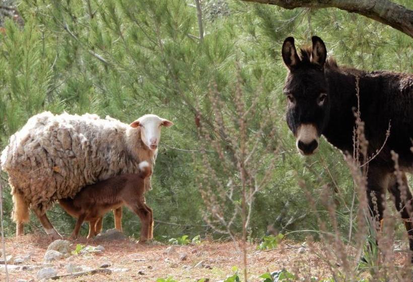 Сельский отель Rural S Era Vella