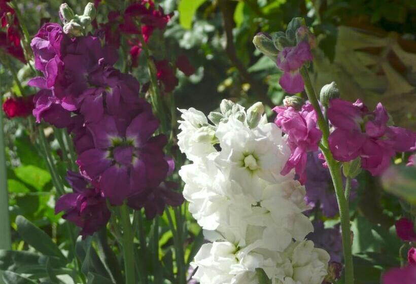 بنسيون Le Mas Des Anges