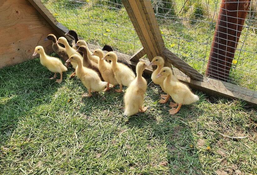 Dartmoor Reach Alpaca Farm