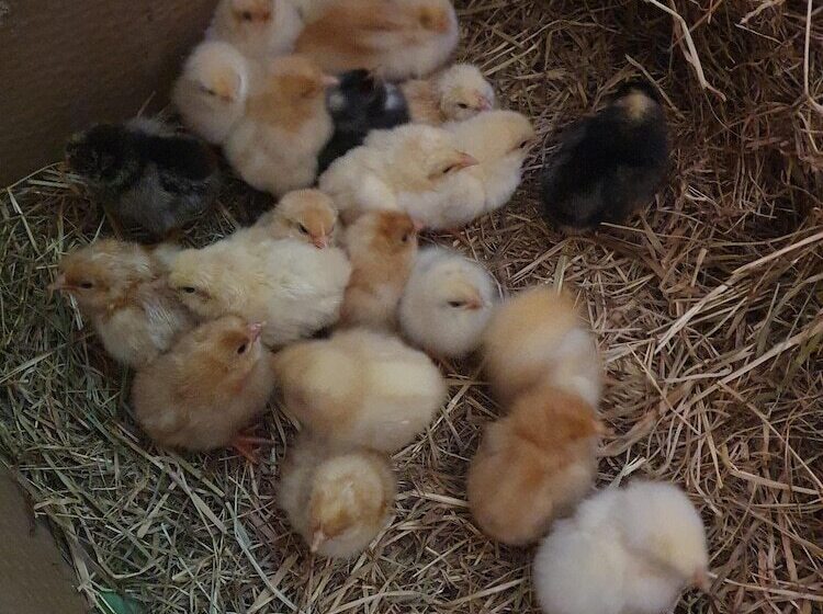 Dartmoor Reach Alpaca Farm