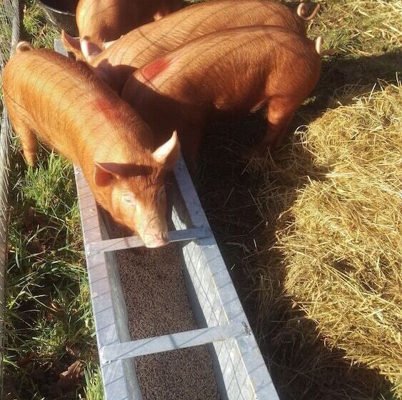 Dartmoor Reach Alpaca Farm