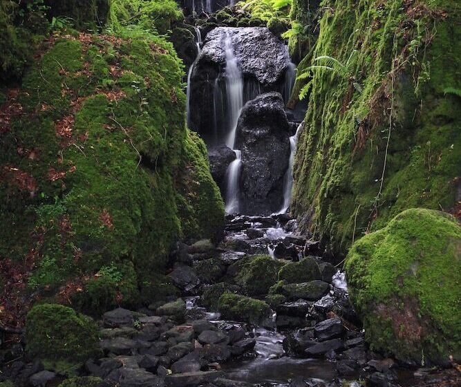 Dartmoor Reach Alpaca Farm