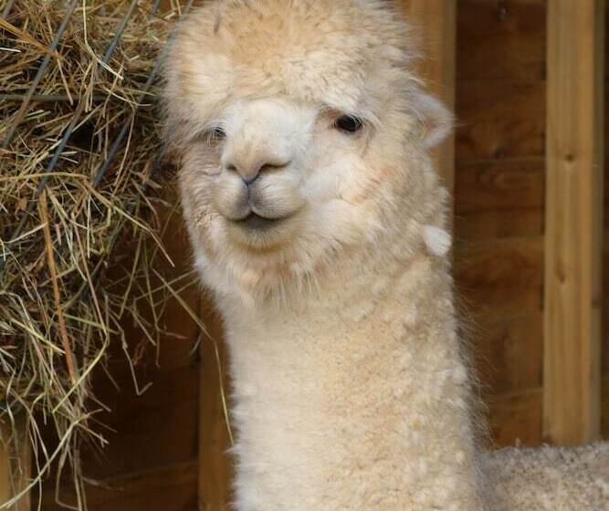 Dartmoor Reach Alpaca Farm